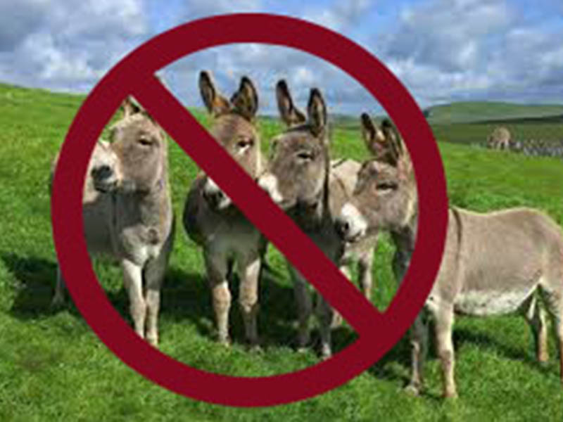 Don’t Let Donkey’s Run Texas | 2020 Republican Primary Endorsements